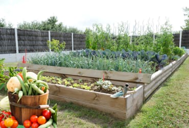 Kitchen garden