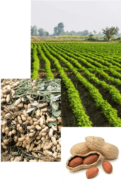 Dharakalp® Boosts Groundnut Crop: A Harvest to Remember Abundant Groundnut Harvest - Dharakalp® Success