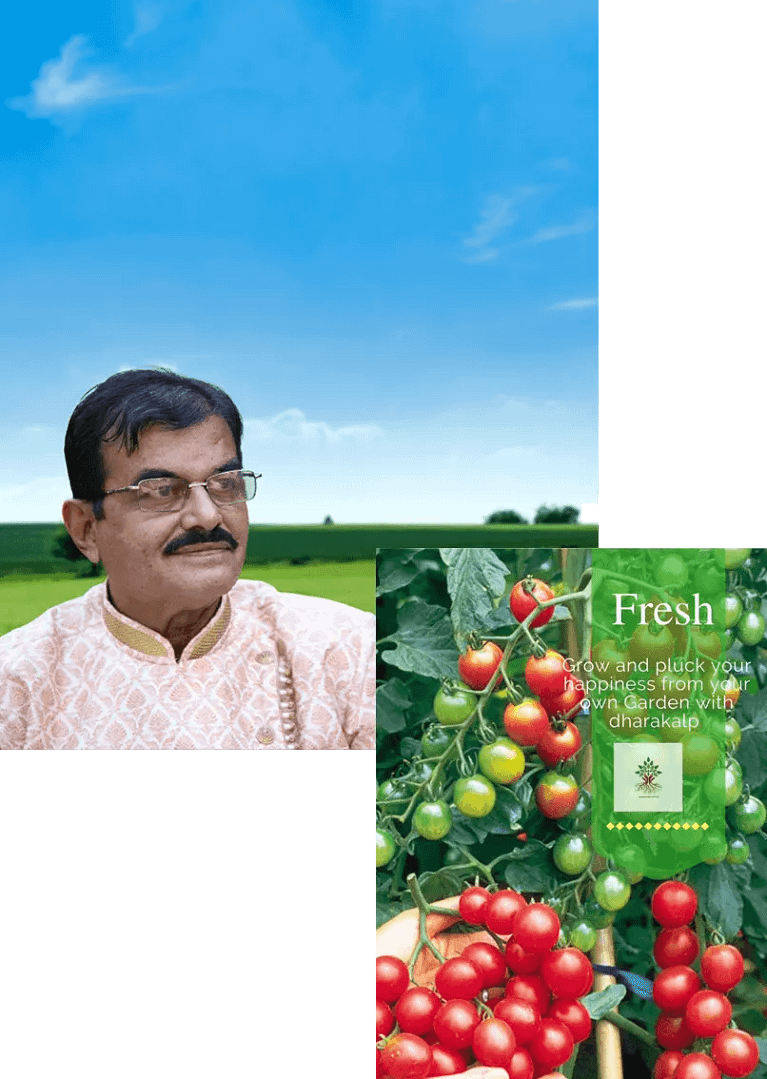 Bumper Crop of Tomatoes with Dharakalp® Results Dharakalp® Success: A Healthy Tomato Harvest