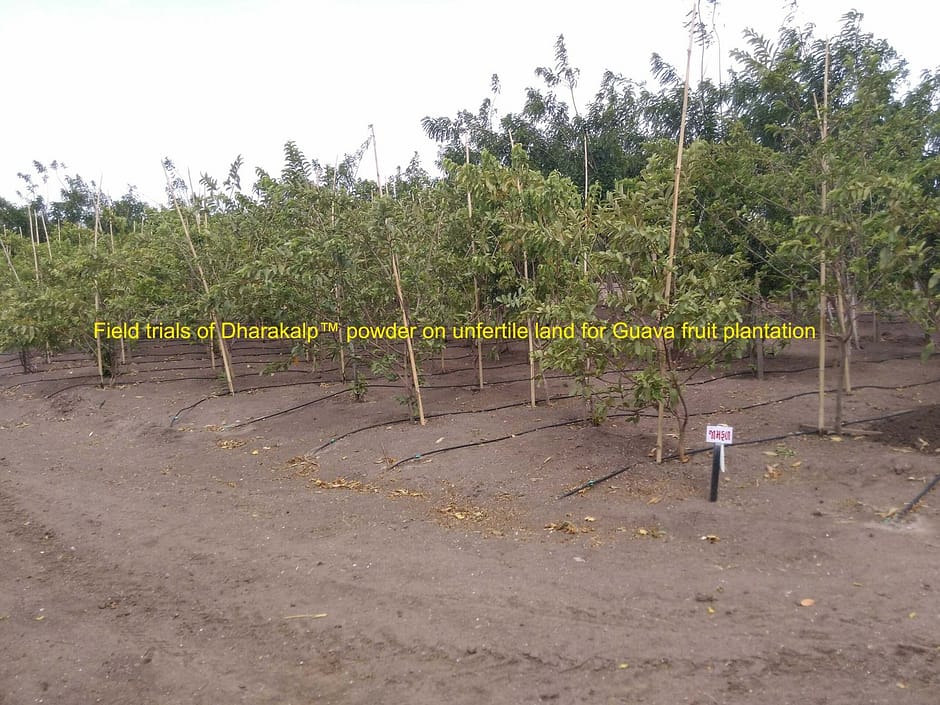 slide 2 Guavs fruit jungle copy Dharakalp lava Powder field trials for new plantation on baren or unfertile land of Rajkot - Gujarat for Guava plantation